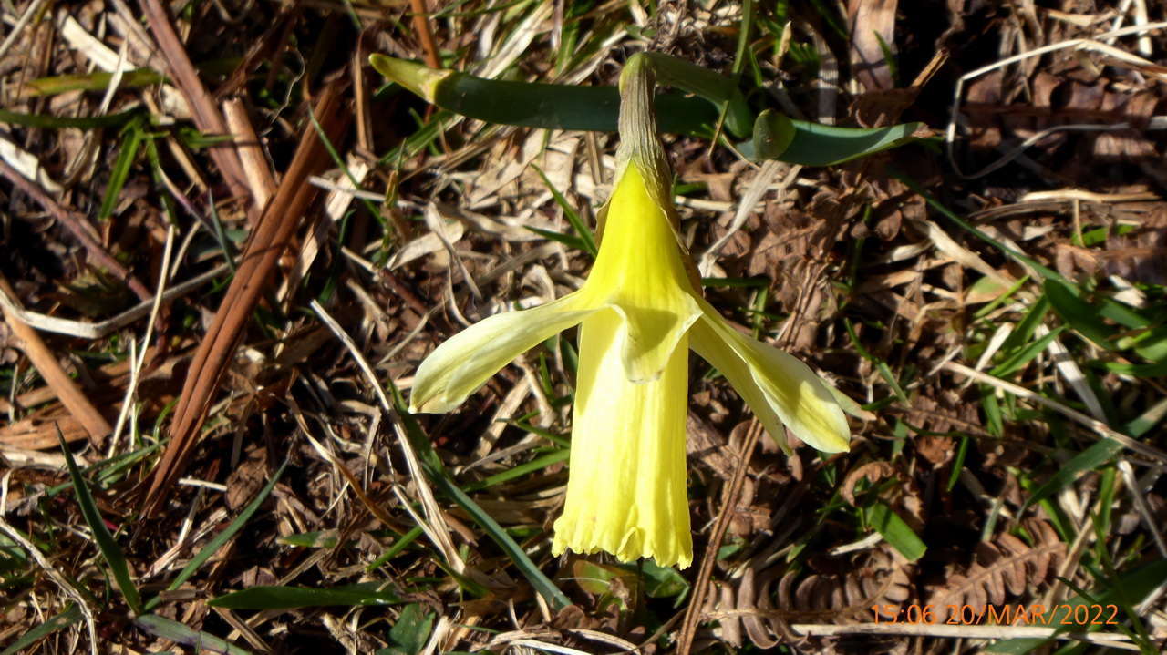 NARCISO